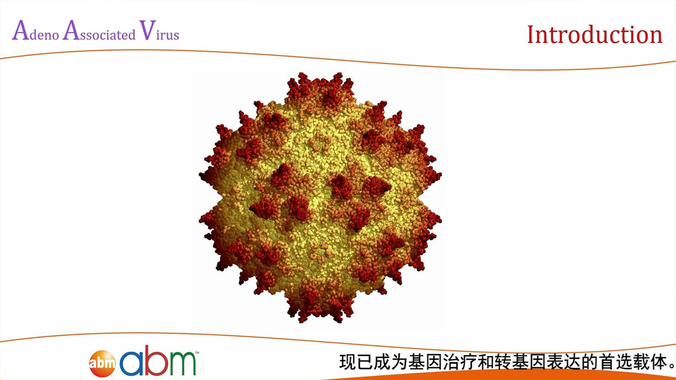 Adeno - Associated Virus 腺相关病毒