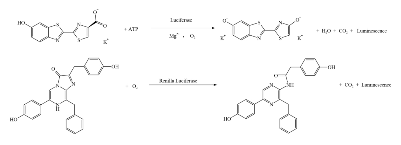 萤火虫和海肾萤光素酶检测原理图