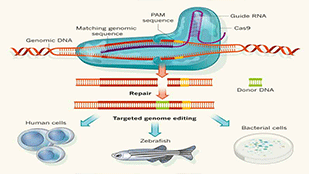 爱必梦生物科技有限公司案例CRISPR Cas9 基因修饰技术