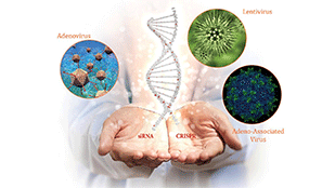 爱必梦生物科技有限公司案例目的基因和荧光蛋白报告同时表达