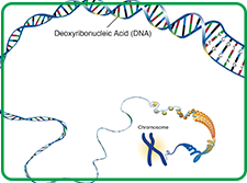 DNA 和 RNA 纯化试剂盒