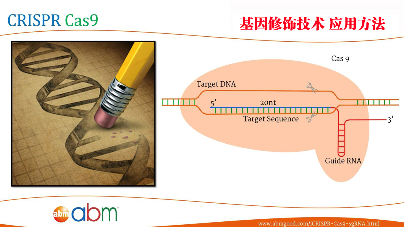 CRISPR Cas9 基因修饰技术  应用方法