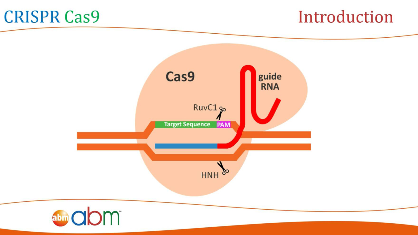 CRISPR Cas9 基因修饰技术引导sgRNA设计方法