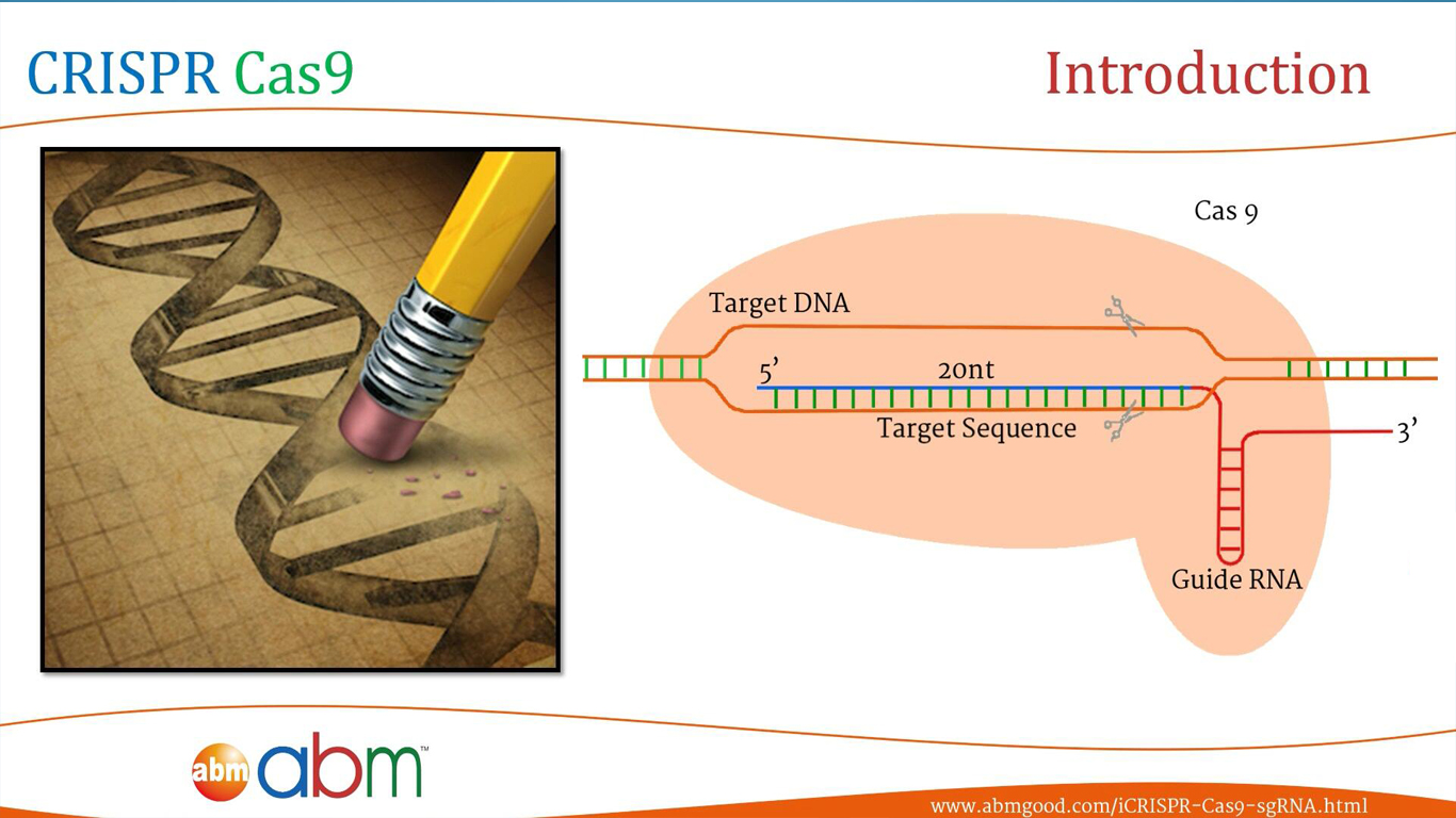 CRISPR Cas9 基因修饰技术 科技介绍